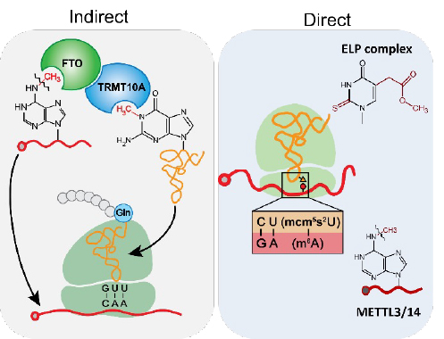 Working hypotheses: direct vs. indirect coordination of RNA modifications.