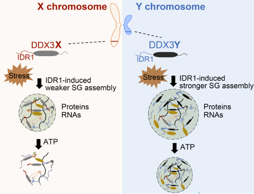 First example of sex specific RNA helicases (DDX3X and DDX3Y) in the regulation of translation repression.